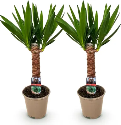 Immagine prodotto di Yucca Elephantipes - 2 piante - 55cm - 14cm - Yucca di facile manutenzione con
