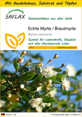 Produktbild von SAFLAX Anzucht Set - Echte Myrte / Brautmyrte - Myrtus communis - 30 Samen - Mit Mini-Gewächshaus, Anzuchtsubstrat und 2 Töpfen