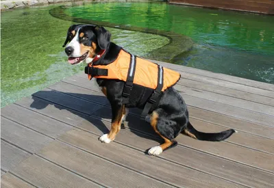 Produktbild von Dog Swimmer Schwimmweste für Hund Orange, L