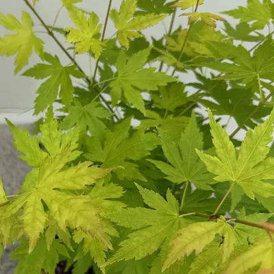 Produktbild von Japanischer Ahorn Acer palmatum 'Orange Dream' 2 Pflanzen 70cm hoch Ø19cm Deko