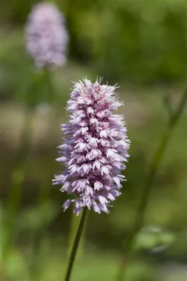 Produktbild von Persicaria amphibia, Wasserknöterich, ca. 9x9 cm Topf