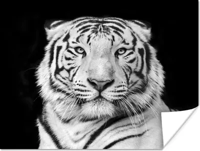 Produktbild von MuchoWow® Poster Tiger - Schwarz - Weiß - Porträt - Tiere 120x90 cm - Wandbild