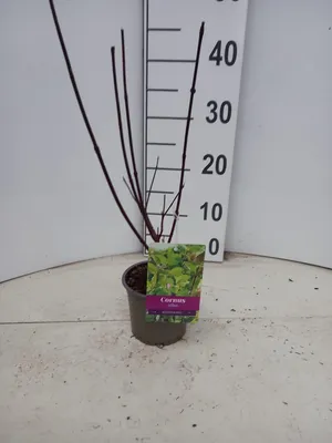 Zdjęcie produktu dla Cornus alba 'Kesselringii'  – dereń | 25–30 cm w doniczce