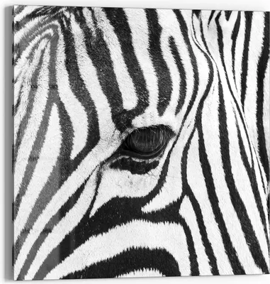 Produktbild von DEQORI Glasbild Echtglas 30x30 cm 'Blick der Wildnis' Wandbild Bild modern Deko