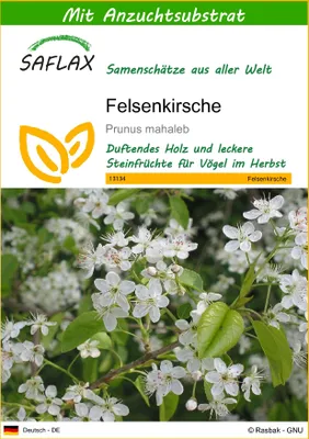 Produktbild von SAFLAX - Felsenkirsche - 30 Samen - Mit keimfreiem Anzuchtsubstrat - Prunus mahaleb