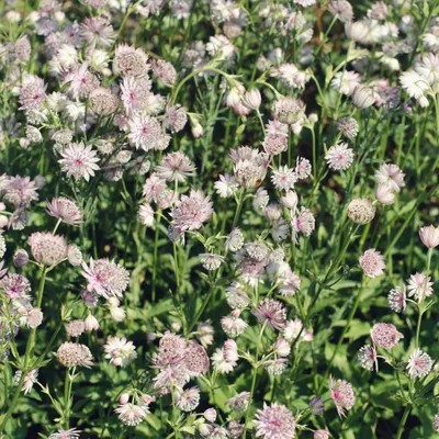 Zdjęcie produktu dla Astrantia major - 6 roslin - 10 - 25cm - srednica 9cm - dlugo kwitnaca bylina
