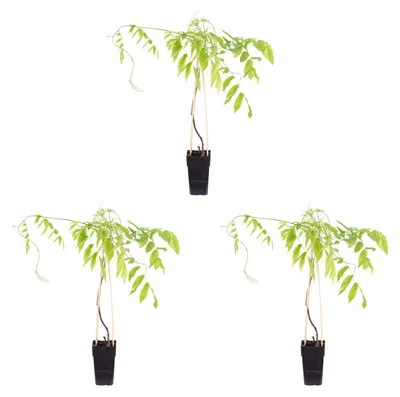 Produktbild von 3er-Set rosafarbener chinesischer Blauregen - Höhe ca. 50 cm, Topf-Ø 15 cm - Wisteria Floribunda 'Rosea'