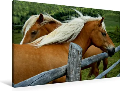 Produktbild von Calvendo  Textil-Leinwand 90 cm x 60 cm quer Ein Motiv aus dem Kalender Pferde - Hobby und Leidenschaft, Niederkofler Georg; 7353483