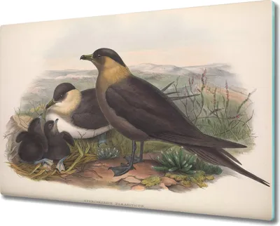 Produktbild von Coloray Hackbrett Küchenbrett Kochplattenabdeckung Schneidebrett Herdabdeckplatte 80x52 cm - Vögel Tiere