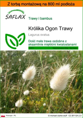Zdjęcie produktu dla SAFLAX - Garden in the bag - Królika Ogon Trawy - 100 Nasiona - Z podłożem uprawowym w praktycznej, samorozkładającej się torbie - Lagurus ovatus
