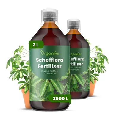 Obrázek produktu pro Schefflera Tekuté Hnojivo 2x1 L – 3-4-3 NPK – Pro Scheffleru – Podporuje Stabilné Kořeny & Rovnomerný Růst Listov – Organifer