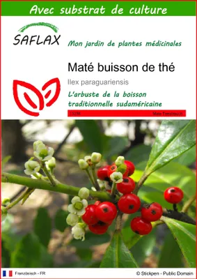 Image de SAFLAX - Maté buisson de thé - 10 graines - Avec substrat - Ilex