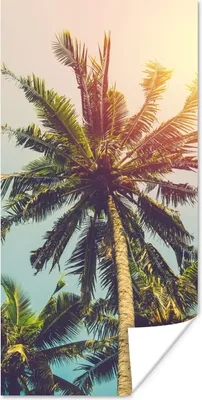 Produktbild von MuchoWow® Poster Palme - Sommer - Tropisch - Sonne 60x120 cm - Wandschmuck