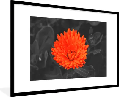 Produktbild von MuchoWow® Gerahmtes Poster Blumen - Orange - Schwarz - Weiß 90x60 cm - Poster mit Schwarzem Bilderrahmen Wandposter Rahmen Foto Bilder - Wanddekoration - Fotos