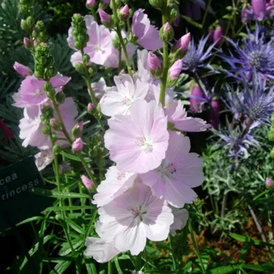 Obrázok produktu pre 6 x kvetina Sidalcea  - Sidalcea 'Little Princess'  | Kvetináč 9 cm x 9 cm