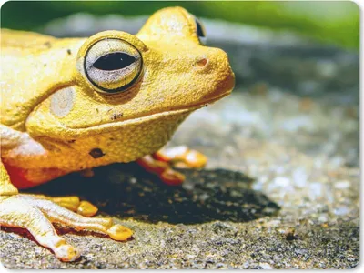 Produktbild von MuchoWow® Mauspad Mousepad Gelber Frosch auf dem Boden sitzend 23x19 cm - Mousepads - Maus Mat - Pad - Mausunterlage - Schreibtischunterlage - Mauspad