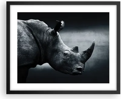 Produktbild von Gerahmtes Poster - Schwarzer Rahmen - Nashorn Schwarzweiß Porträt - 50x40 cm - Wand Bild - Wanddeko - Wandbilder - Wandposter - Bilderrahmen - Bilder - Kunstdruck - Wandbild - P2BAA50x40-4347