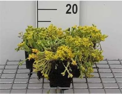 Immagine prodotto di 6 x Sedum acre - Foglia grassa - Vaso 9 x 9 cm