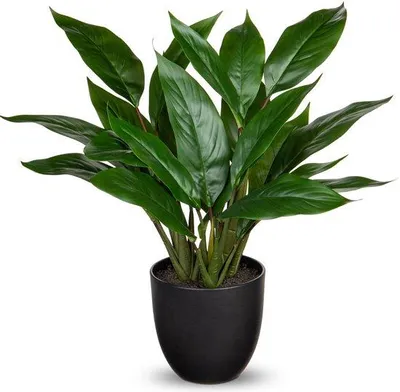 Image de Calathea artificielle en pot en plastique, 43 cm, verte