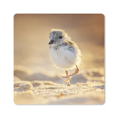 Produktbild von MuchoWow® Mauspad Mousepad Nahaufnahme eines Flussregenpfeiferkükens am Strand 30x30 cm - Mousepads - Maus Mat - Pad - Mausunterlage - Gaming
