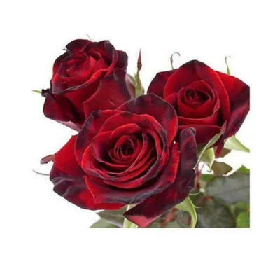 Produktbild von 50 Stück Seltene Rosenblumensamen – Exklusive Zierpflanze für Garten & Dekoration