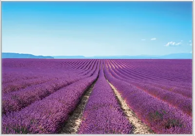 Produktbild von Wallario Wandbild Lavendelfeld unter blauem Himmel, Größe: 70,30 x 100,30 cm, Poster mit weißem Kunststoffrahmen