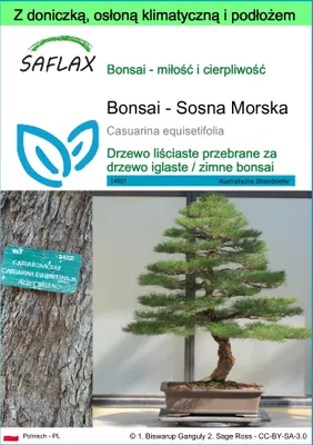 Zdjęcie produktu dla SAFLAX - Garden to go - Bonsai - Sosna Morska - 200 Nasiona - Z doniczką, pokrywą klimatyczną i podłożem do uprawy - Casuarina equisetifolia