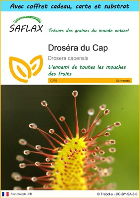 Image de SAFLAX Ensemble-cadeau - Droséra du Cap - 200 graines - Drosera