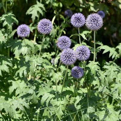 Produktbild von Kugeldistel Echinops ritro 6 Pflanzen 10-25cm Ø9cm Winterharte Staude für Balkon