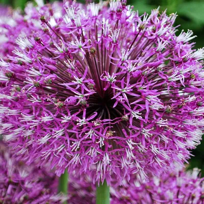 Produktbild von Blumenzwiebeln Zwiebeln Zierlauch Allium Early Emperor 1 St.