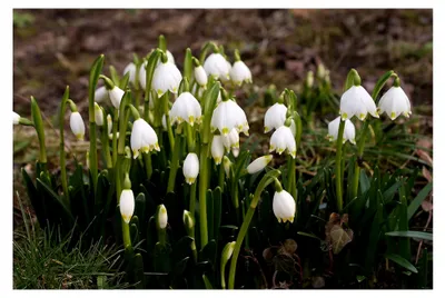 Produktbild von 20 Märzenbecher Samen/Frühlingsknotenblume/Leucojum vernum