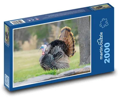 Zdjęcie produktu dla Puzzle 2000 Barwny indyk w naturze - martinpuzzle