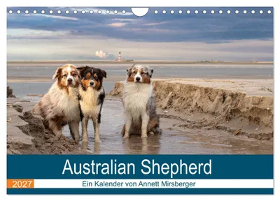 Produktbild von Australian Shepherd 2027 (Wandkalender 2027 DIN A4 quer), CALVENDO Monatskalender