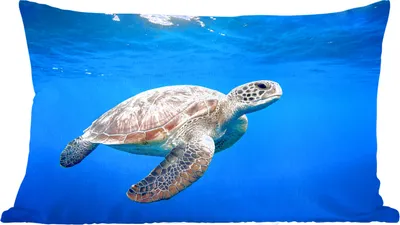 Produktbild von MuchoWow® Zierkissen Sofakissen Wohnzimmer Dekokissen 60x40 cm Schildkröte im Ozean - Kopfkissen - Polster mit Foto