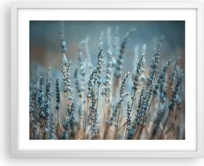 Produktbild von Gerahmtes Poster - Weißer Rahmen - Lavendel Klinge Blume - 50x40 cm - Wand Bild - Wanddeko - Wandbilder - Kunstposter - Wandposter - Bilderrahmen - Bilder - Kunstdruck - P2WAA50x40-4986