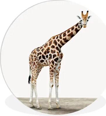 Produktbild von MuchoWow® Rundes Wandbild - Runde Bilder Tier - Giraffe - Weiß Ø 30 cm Kreis Wanddekoration Kunststoff - Wandkreis - Wandschmuck - Schlafzimmer - Bilder - Der Kreis - Kunst für die Wohnung - Plastik - Kunstdruck - Wandbild