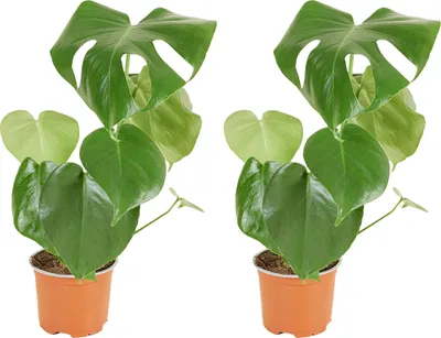 Image de Bloomique - Lot de 2 - Monstera Deliciosa - Plante-gruyère - Plante d'intérieur - Facile d'entretien - Purificatrice d'air - Hauteur 30-40 cm - Pot 12 cm