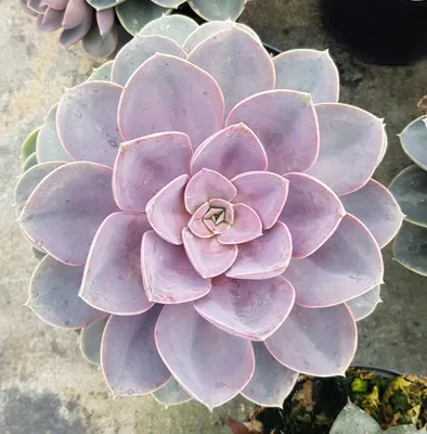Image de Echeveria 'Perle von Nürnberg'