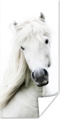 Produktbild von MuchoWow® Poster Pferde - Nutztiere - Mähnen 60x120 cm - Wandschmuck