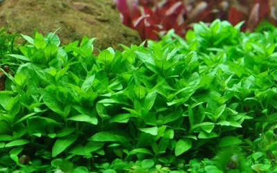 Produktbild von Aquarium Pflanze Staurogyne repens Tropica Nr.049G TC in Vitro