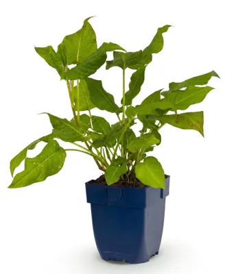 Image de Green boutiQ - Vasteplant - Persicaria amplexicaulis - Polygonum - Ombragé - Rouge - 1 plante - Pot de 11 cm - Hauteur 15-25 cm