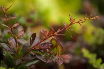 Produktbild von Berberis media 'Red Jewel', Berberitze, rotlaubig, 30–40 cm