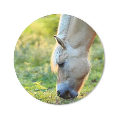 Produktbild von MuchoWow® Mauspad Mousepad Weidendes Fjordpferd an einem Sommertag 20x20 cm - Mousepads - Maus Mat - Pad - Mausunterlage - Schreibtischmatte