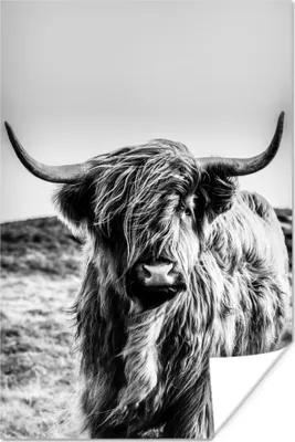 Produktbild von MuchoWow® Poster Scottish Hochlandrind - Schwarz - Weiß 40x60 cm - Plakate für die Wand - Poster Babyzimmer