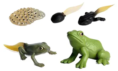 Image de Jeu de figurines représentant le cycle de vie d'une grenouille