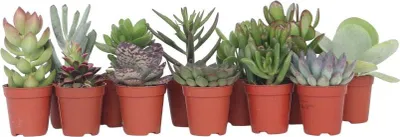 Produktbild von Mini-Sukkulenten - 12 Stk - Succulent Mix - Höhe 5-10cm - ⌀6cm