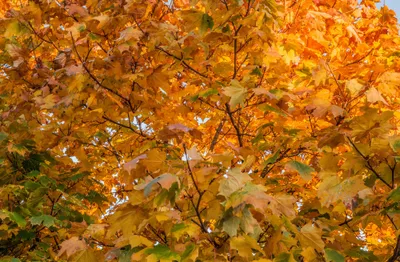Produktbild von hansepuzzle 44318 - Herbst Puzzle, 500 Teile, Natur, 46,0 x 30,0cm mit hochwertiger Aufbewahrung, Kartonbox und wiederverschließbarem Beutel