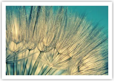 Produktbild von Poster - Poster ohne Rahmen - Löwenzahn Makro Löwenzahn - 100x70 cm - Wand Bild - Wanddeko - Wandbilder - Kunstposter - Wandposter - Bilder - Kunstdruck - Wanddekoration - Wandbild - P2XAA100x70-4846
