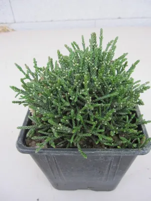 Produktbild von Schuppenheide  - Cassiope selaginoides - Pflanze 8-12 cm