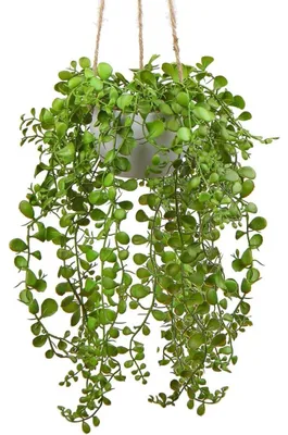 Obrázek produktu pro Umělá rostlina Ficus Pumila, výška 35,5 cm, v závěsném květináči, zelená